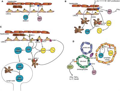 The Contribution of Non-Professional Antigen-Presenting Cells to Immunity and Tolerance in the Liver